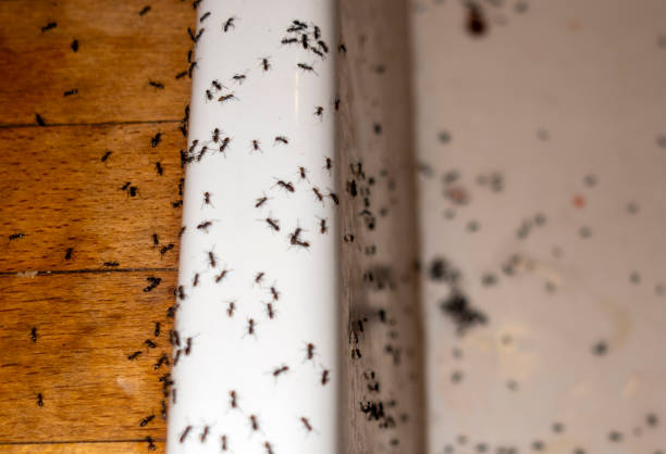 Pest Control for Restaurants in Troutdale, OR