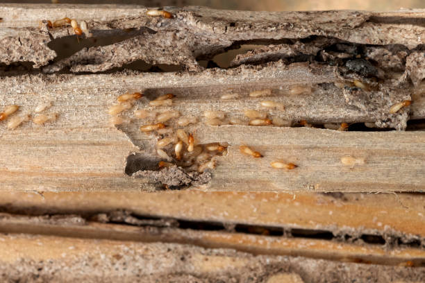 Best Mosquito Control Services  in Troutdale, OR
